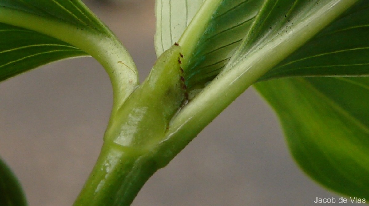 Hedyotis fruticosa L.